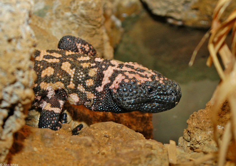 Gila Monster (Heloderma suspectum) 012; DISPLAY FULL IMAGE.