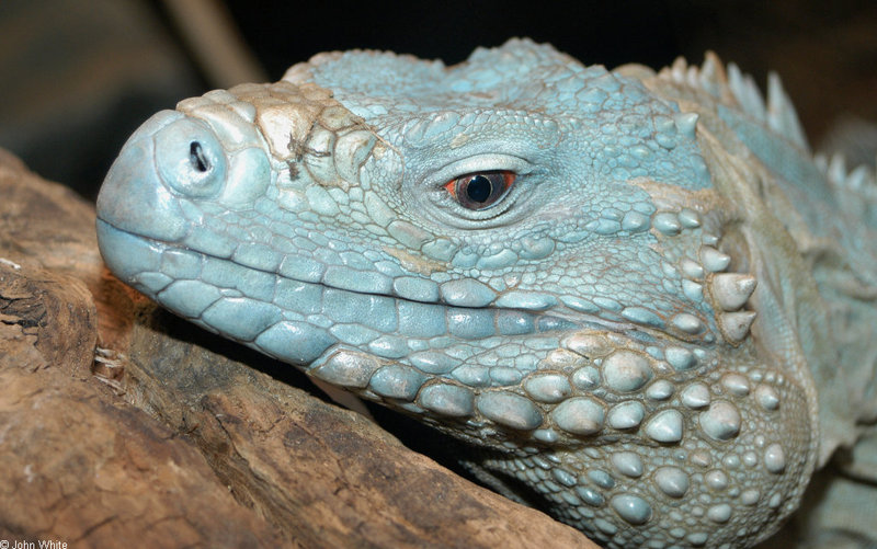 Grand Cayman Iguana (Cyclura nubila lewisi); DISPLAY FULL IMAGE.