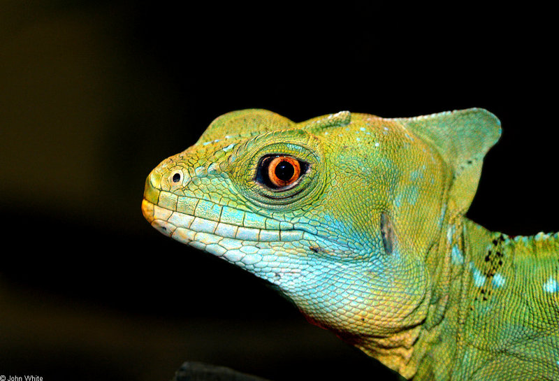 Green Crested Basilisk (Basiliscus plumifrons) 005; DISPLAY FULL IMAGE.