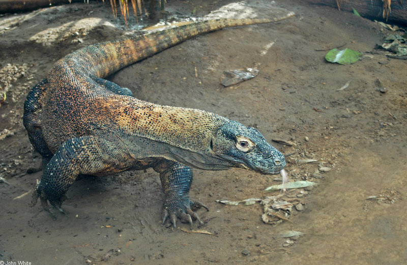 Komodo Dragon (Varanus komodoensis)1; DISPLAY FULL IMAGE.