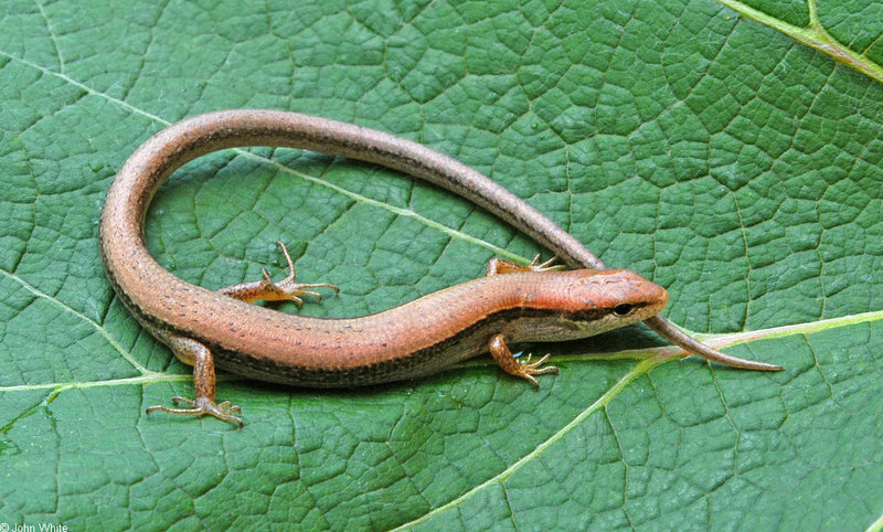 Little Brown Skink (Scincella lateralis)009; DISPLAY FULL IMAGE.