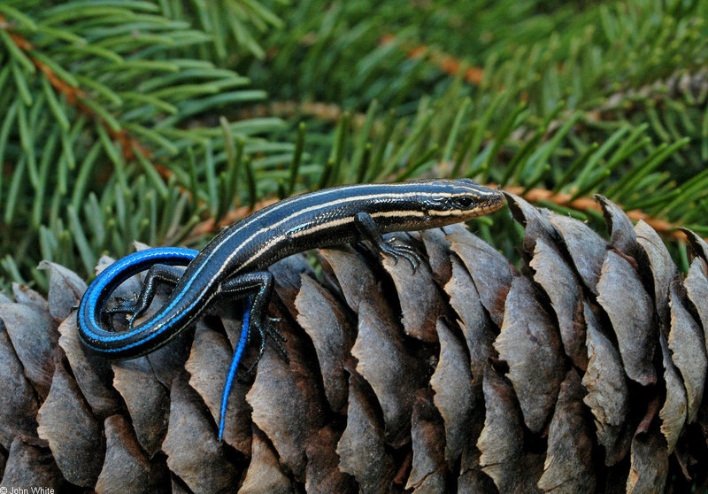 five-lined skink 500; DISPLAY FULL IMAGE.