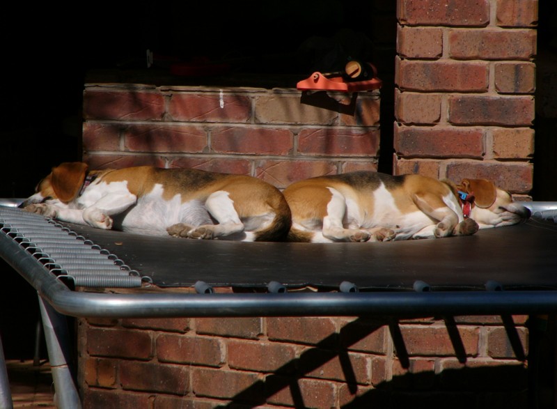 dogs on the trampoline 2; DISPLAY FULL IMAGE.