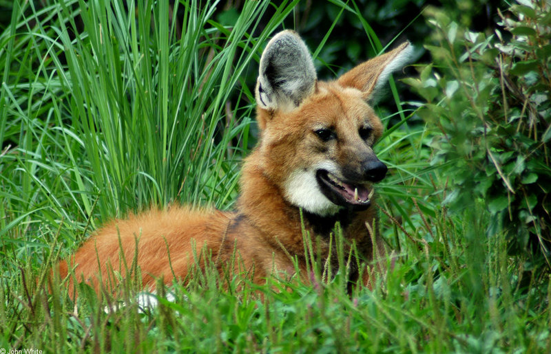 Expressions of a Maned Wolf - Maned Wolf (Chrysocyon brachyurus)0112; DISPLAY FULL IMAGE.