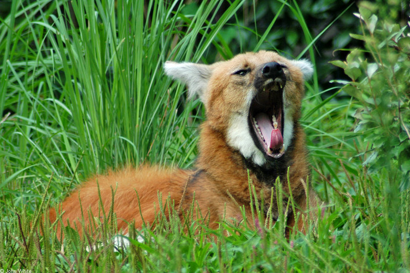 Expressions of a Maned Wolf - Maned Wolf (Chrysocyon brachyurus)0125; DISPLAY FULL IMAGE.