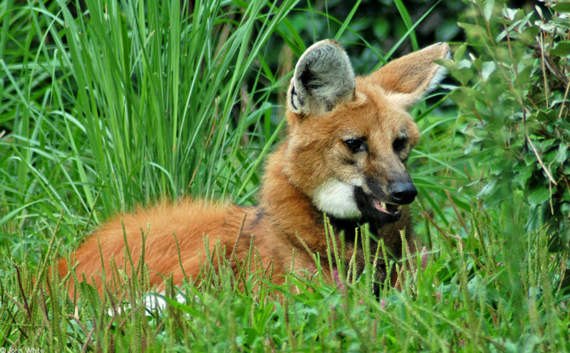 Expressions of a Maned Wolf - Maned Wolf (Chrysocyon brachyurus)0128; DISPLAY FULL IMAGE.