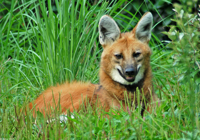 Expressions of a Maned Wolf - Maned Wolf (Chrysocyon brachyurus)0129b; DISPLAY FULL IMAGE.