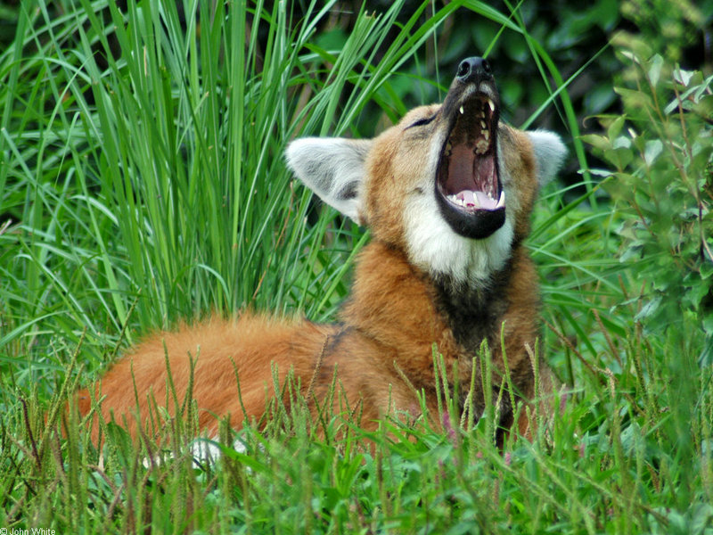 Expressions of a Maned Wolf - Maned Wolf (Chrysocyon brachyurus)0132; DISPLAY FULL IMAGE.