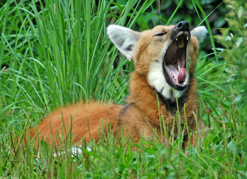 Expressions of a Maned Wolf - Maned Wolf (Chrysocyon brachyurus)0133; DISPLAY FULL IMAGE.