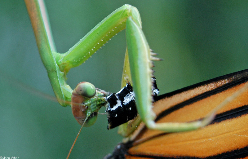 Chinese Mantid (Tenodera aridifolia), Viceroy butterfly (Limenitis archippus); DISPLAY FULL IMAGE.