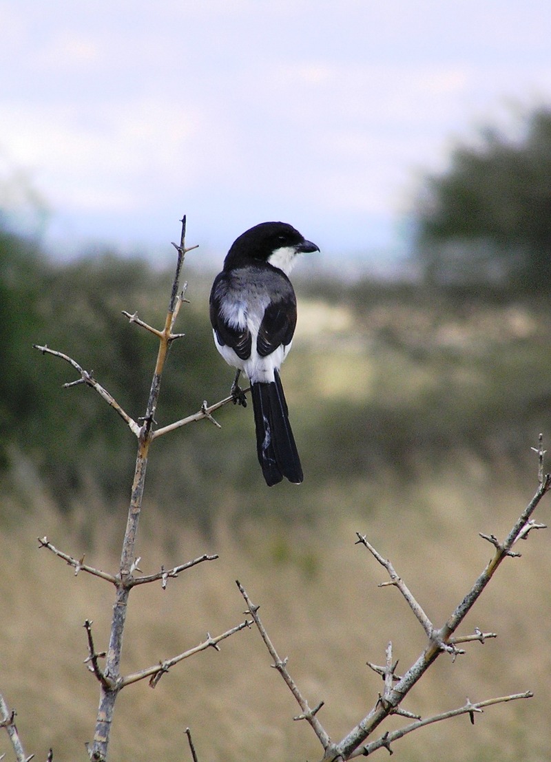 Long tailed fiscal shrike; DISPLAY FULL IMAGE.