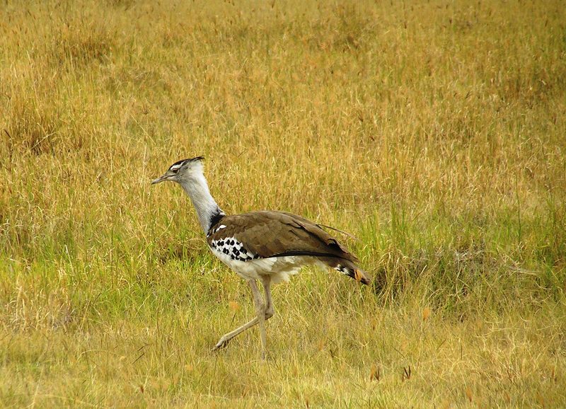 Kori bustard; DISPLAY FULL IMAGE.