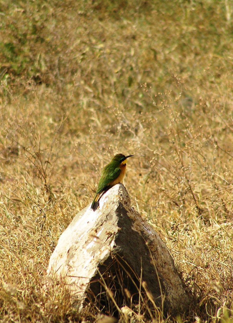 Little bee eater; DISPLAY FULL IMAGE.