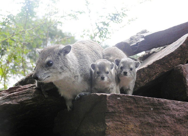 Rock hyrax; DISPLAY FULL IMAGE.