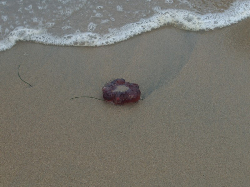 Jelly fish; DISPLAY FULL IMAGE.