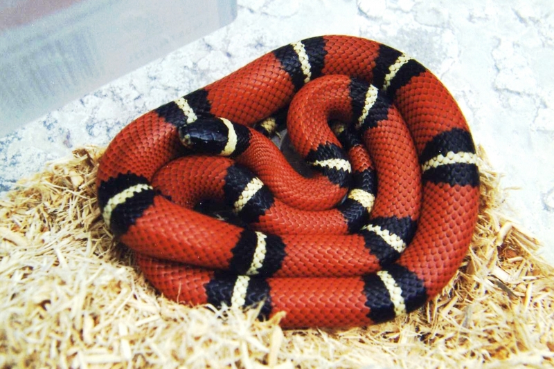 Sinaloan Milksnake (L.t. sinaloae); DISPLAY FULL IMAGE.