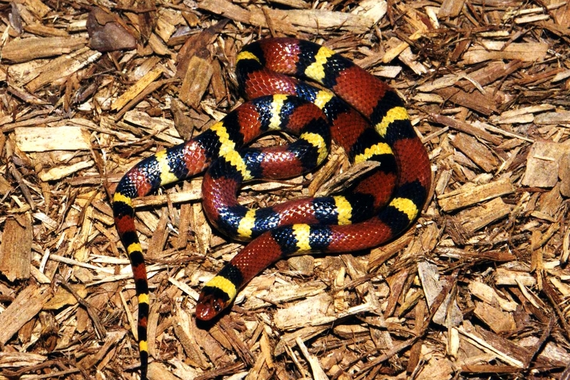 Scarlet Kingsnake (L.t. elapsoides); DISPLAY FULL IMAGE.