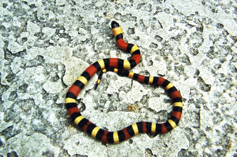 Pueblan Milksnake (L.t. campbelli); DISPLAY FULL IMAGE.