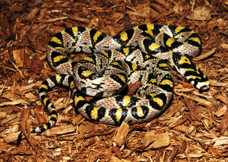 Mandarin Ratsnake (Elaphe mandarina); DISPLAY FULL IMAGE.