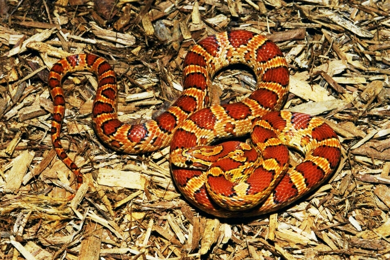 Cornsnake (Elaphe guttata guttata); DISPLAY FULL IMAGE.