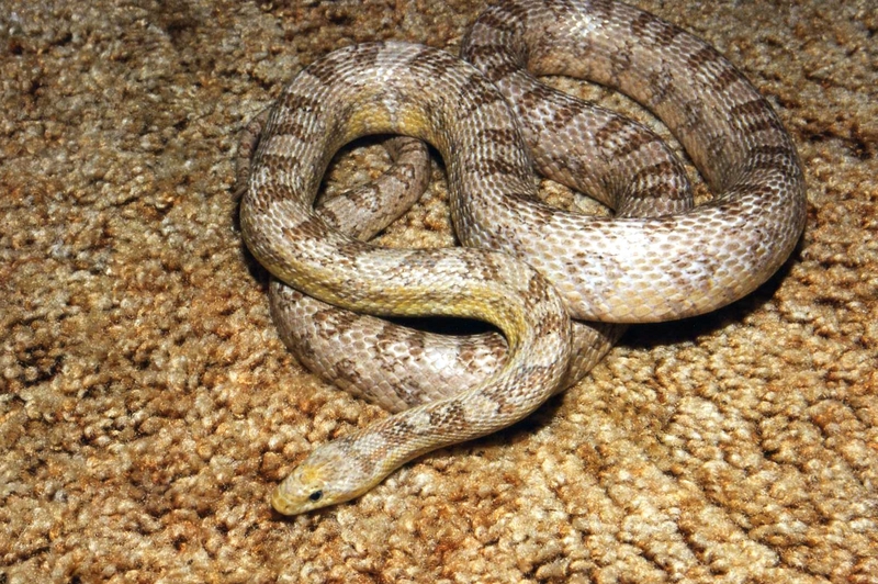Cornsnake (Elaphe g. gutatta) 