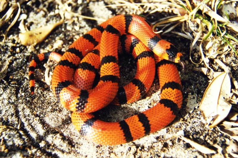 Honduran Milksnake ( L.t. hondurensis ); DISPLAY FULL IMAGE.