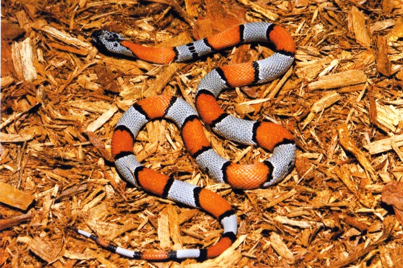 Graybanded Kingsnake (L.alterna); DISPLAY FULL IMAGE.