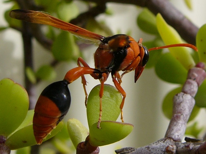 wasp naptime 1; DISPLAY FULL IMAGE.