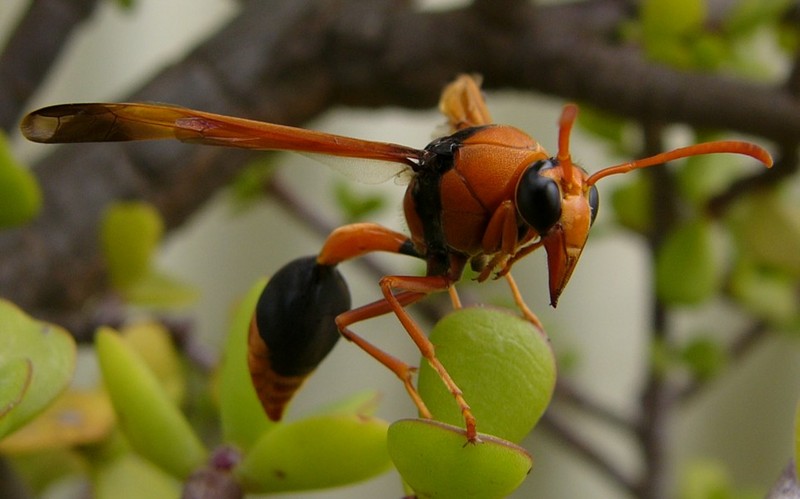 wasp naptime 2; DISPLAY FULL IMAGE.