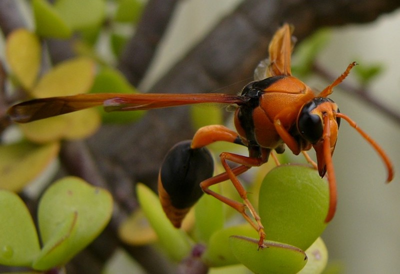 wasp naptime 3; DISPLAY FULL IMAGE.