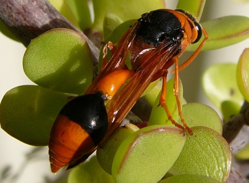 wasp naptime 4; DISPLAY FULL IMAGE.