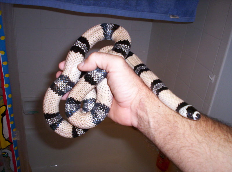 Honduran Milksnake (L.t. hondurensis) anerythristic; DISPLAY FULL IMAGE.