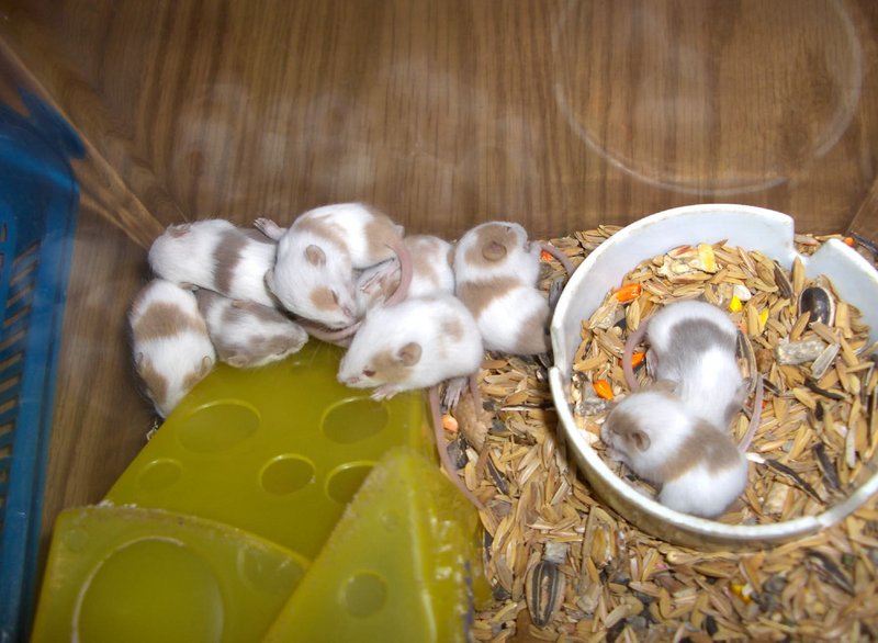 What a buncha babies!; DISPLAY FULL IMAGE.