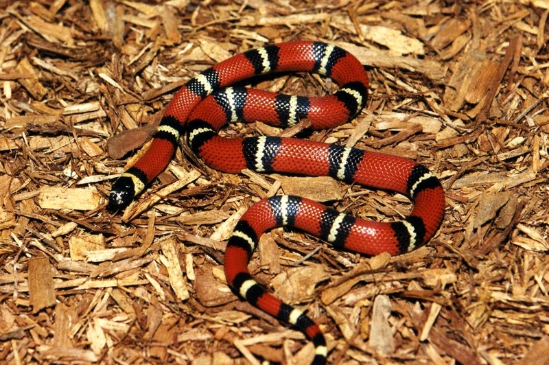 Pacific Central American Milksnake (L.t. oligozona); DISPLAY FULL IMAGE.