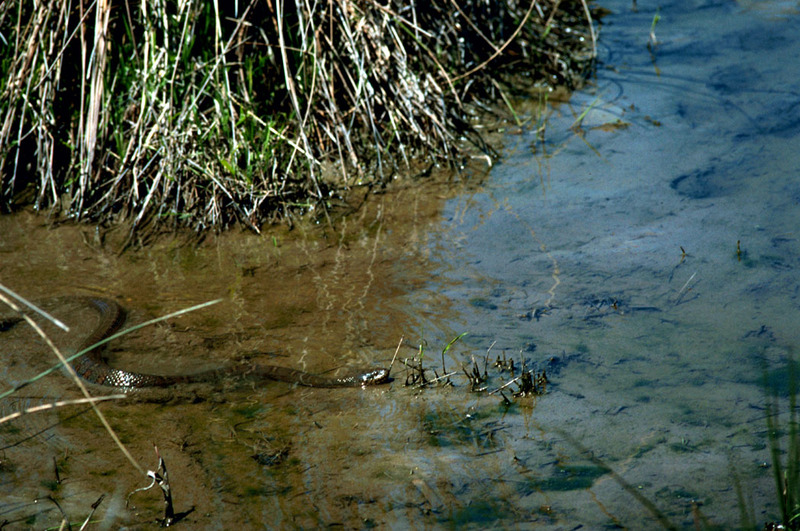 Northern Water Snake (Nerodia sipedon) {!--아메리카물뱀-->; DISPLAY FULL IMAGE.