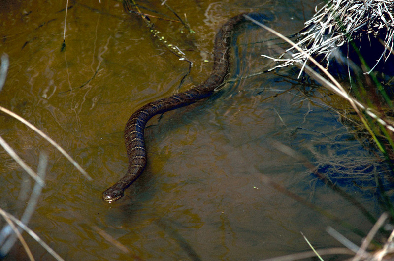 Northern Water Snake (Nerodia sipedon) {!--아메리카물뱀-->; DISPLAY FULL IMAGE.