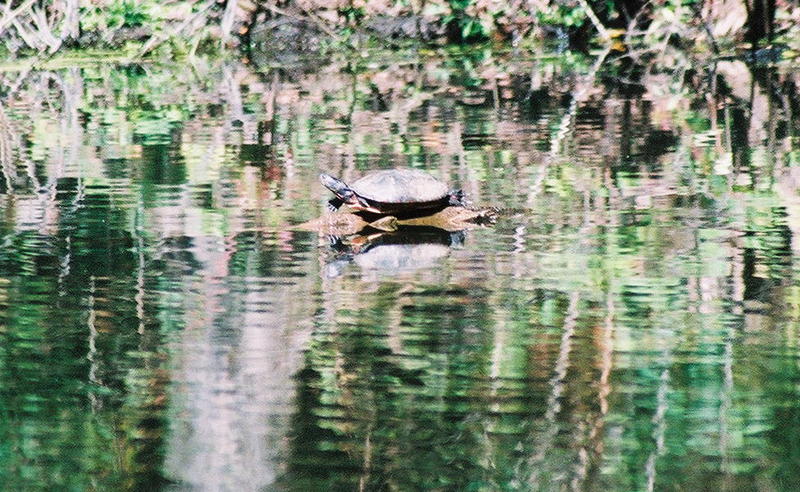 turtle; DISPLAY FULL IMAGE.