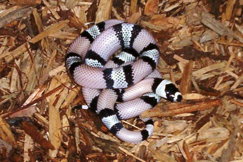 Honduran Milksnake (L. t. hondurensis) Anerythristic; DISPLAY FULL IMAGE.