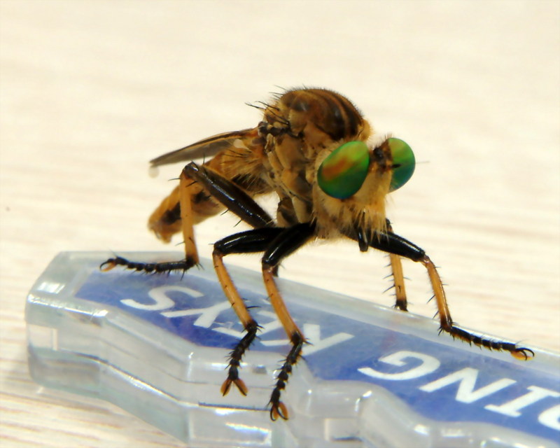 Chinese King Robber Fly (Cophinopoda chinensis) {!--왕파리매-->; DISPLAY FULL IMAGE.