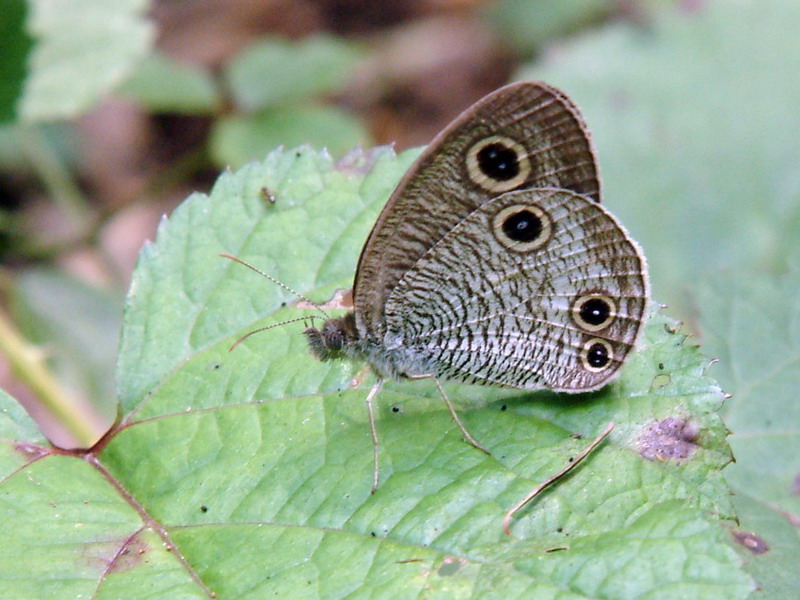 Ypthima multistriata koreana (Korean Ringlet Butterfly) {!--물결나비-->; DISPLAY FULL IMAGE.