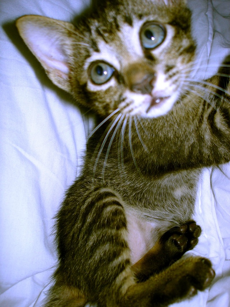 Cat; DISPLAY FULL IMAGE.