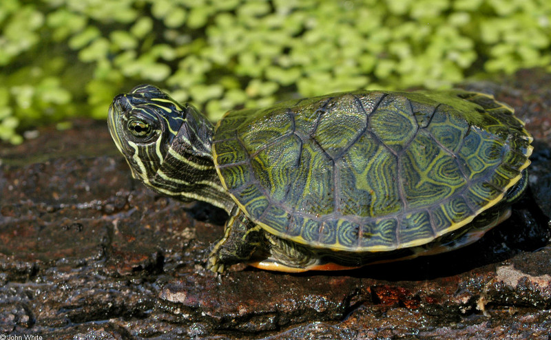 Northern Red-bellied Cooter (Pseudemys rubriventris); DISPLAY FULL IMAGE.