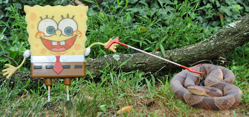 Watch-out Steve Irwin he comes the next Crocodile Hunter; DISPLAY FULL IMAGE.