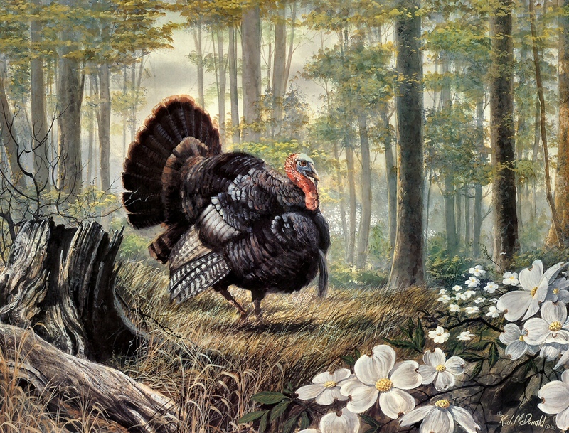 [TX_Scans] R.J Mcdonald - Phantom of the Hardwoods; DISPLAY FULL IMAGE.
