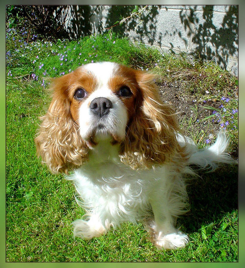 HOLLY; DISPLAY FULL IMAGE.