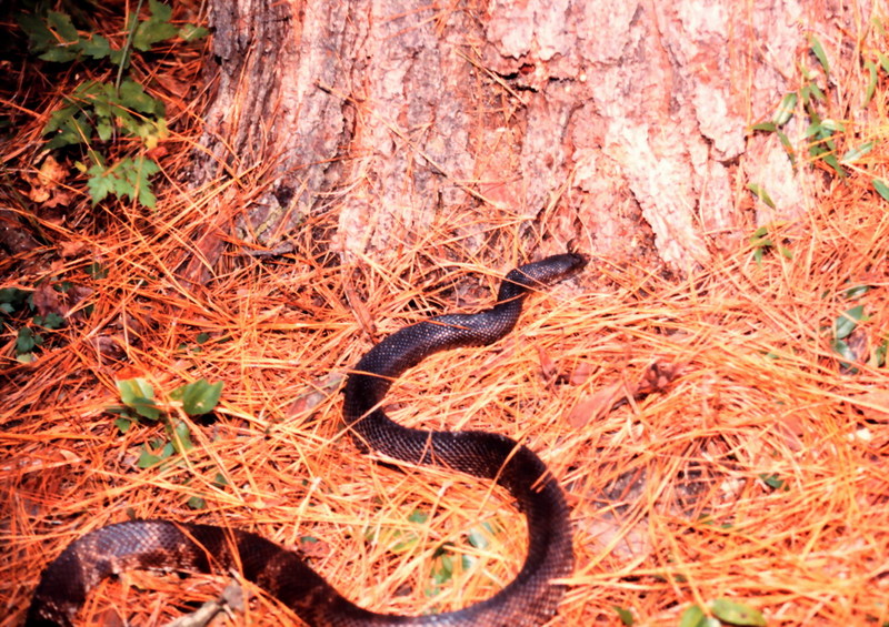 Black pine snake (Pituophis melanoleucus lodingi) {!--검정황소뱀/황소뱀 아종-->; DISPLAY FULL IMAGE.