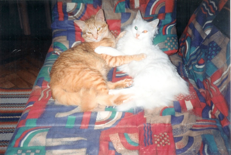 Who said Cats don't feel love?; DISPLAY FULL IMAGE.