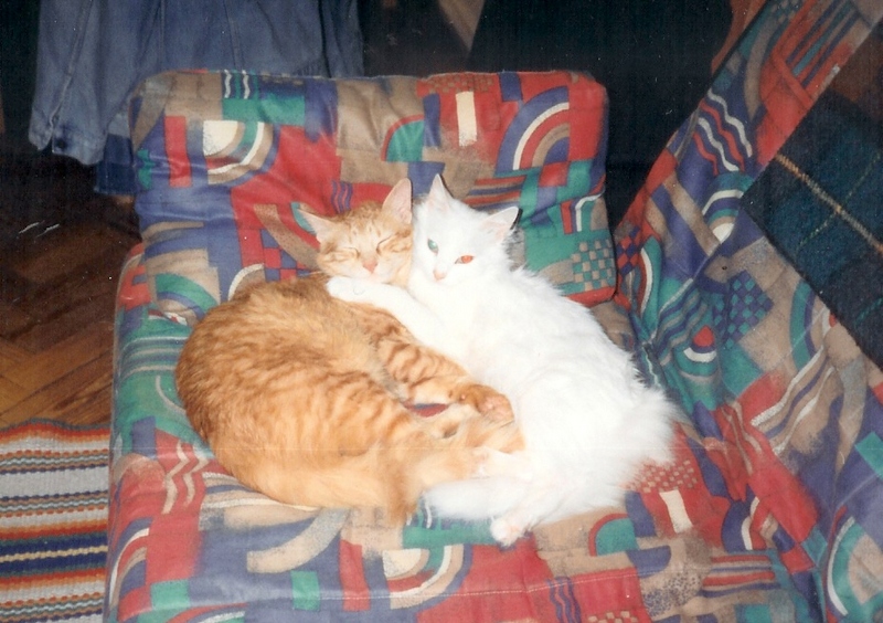 Who said Cats don't feel love?; DISPLAY FULL IMAGE.
