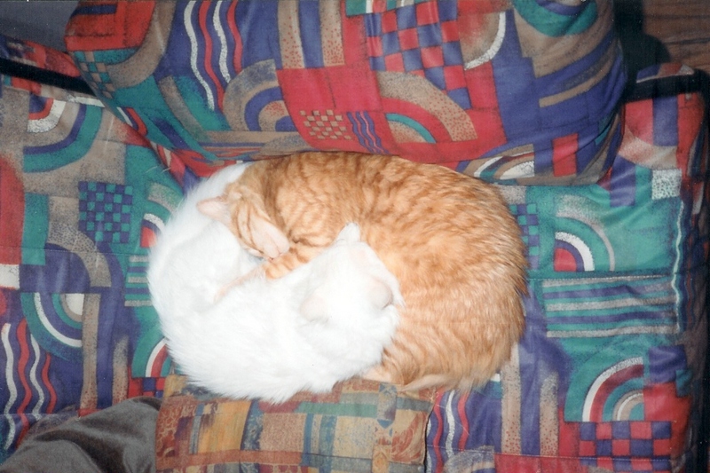 Who said Cats don't feel love?; DISPLAY FULL IMAGE.