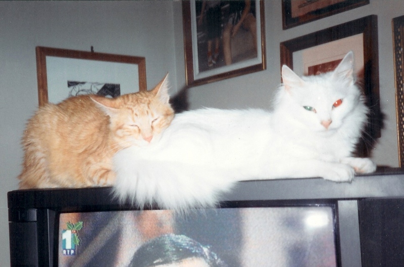 Who said Cats don't feel love?; DISPLAY FULL IMAGE.